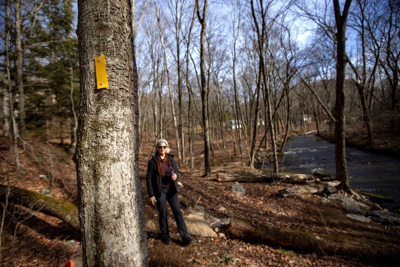 Bethany Land Trust President Carol Lambiase walks along a new, yellow blazed hiking trail established at the Three Sisters Preserve along Route 63.     