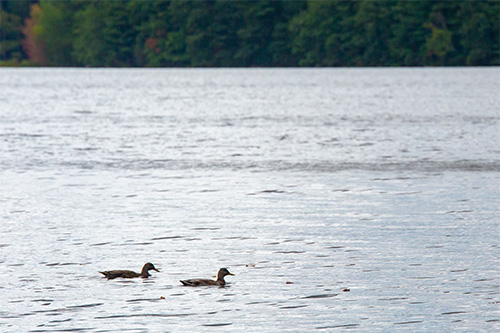 two ducks swimming on a lake